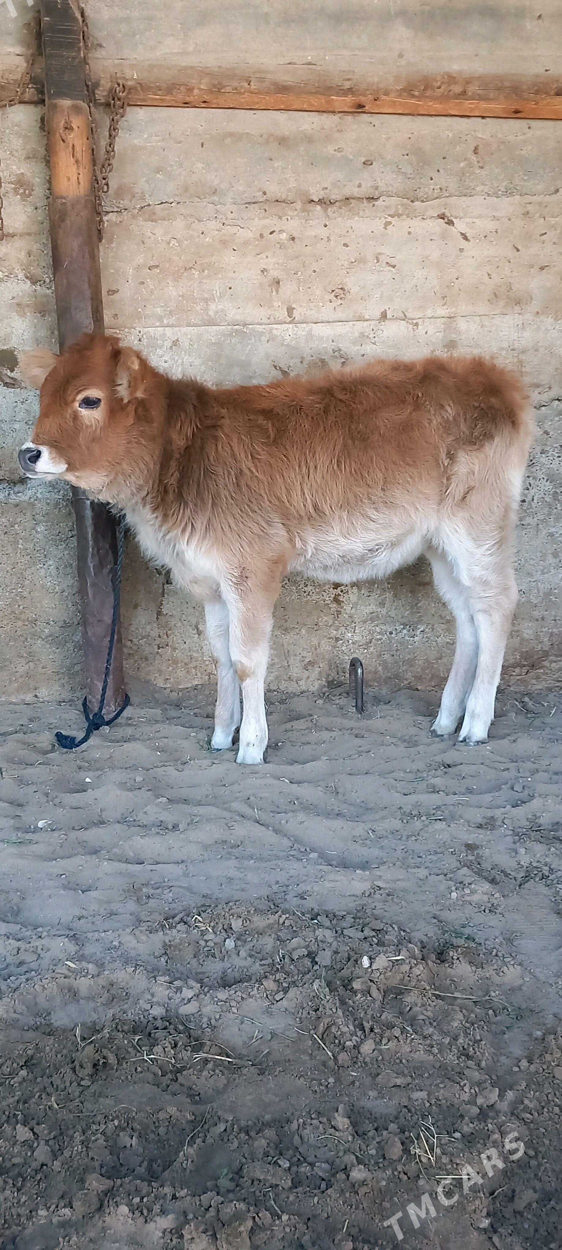 Tohum Tuwe. - Gökdepe - img 4