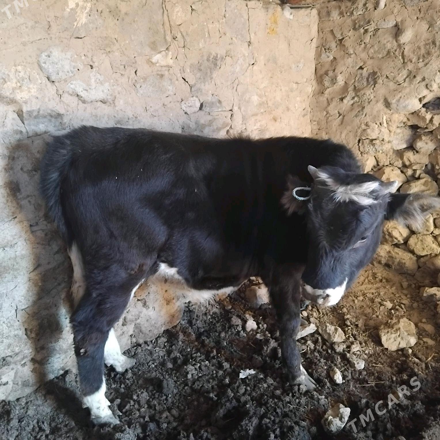 okuz - Gyzylarbat - img 1