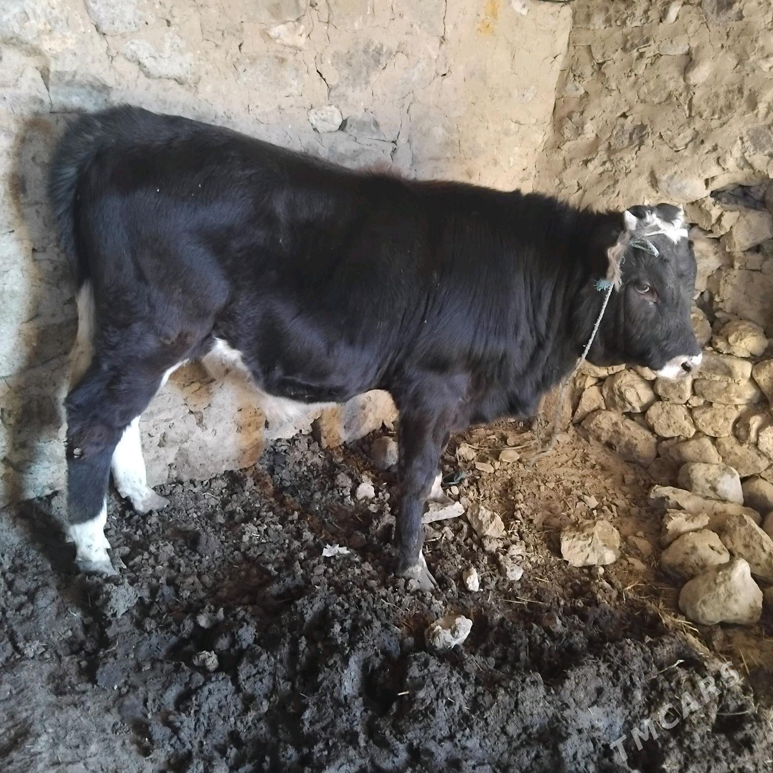 okuz - Gyzylarbat - img 2