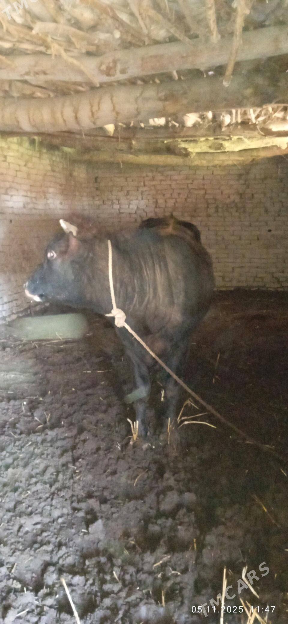 okuz - Gurbansoltan Eje - img 1