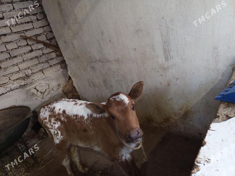 göleli sygyr - Aşgabat - img 3