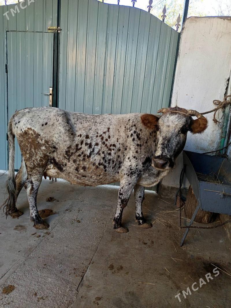 göleli sygyr - Aşgabat - img 1