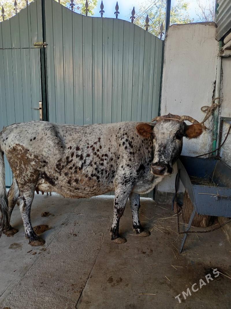 göleli sygyr - Aşgabat - img 2