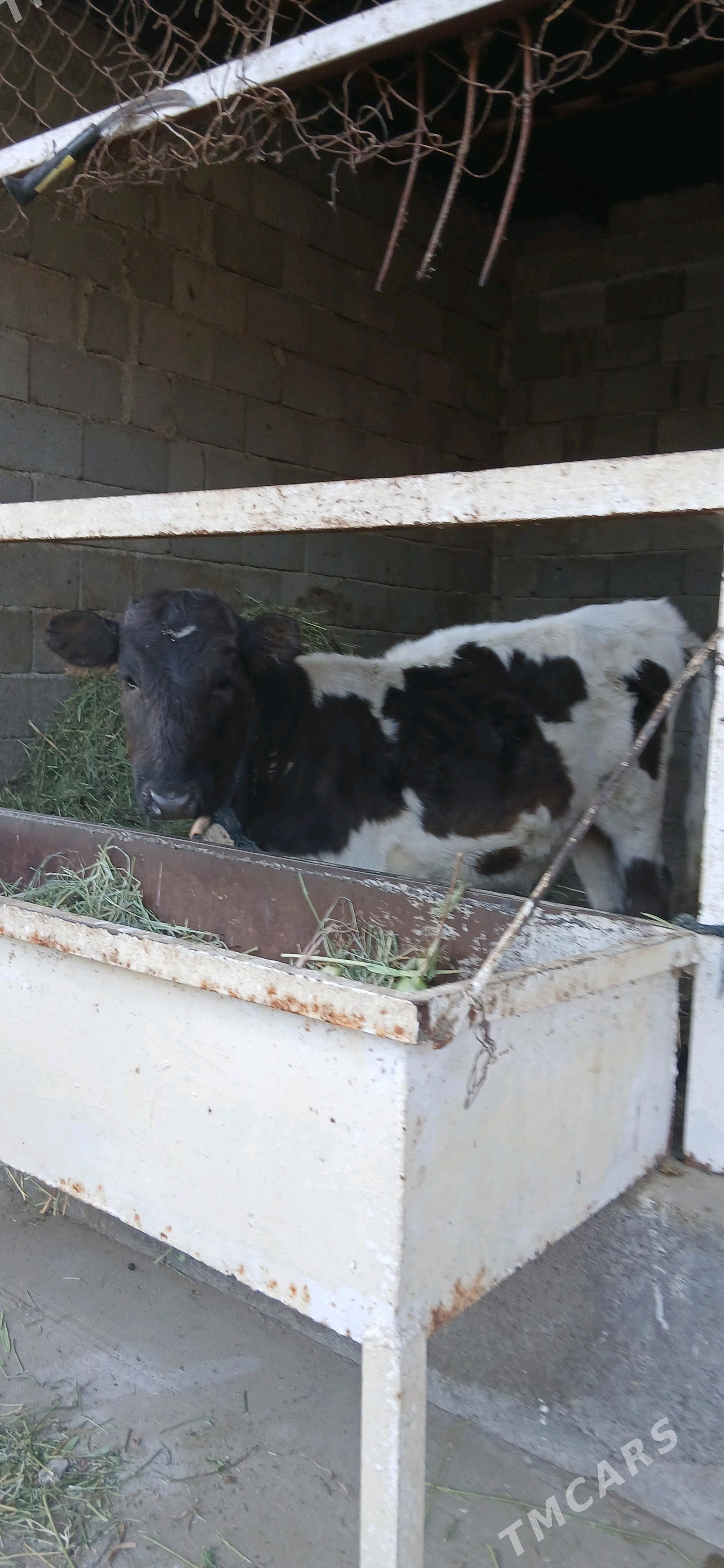 tuwe - Büzmeýin - img 3