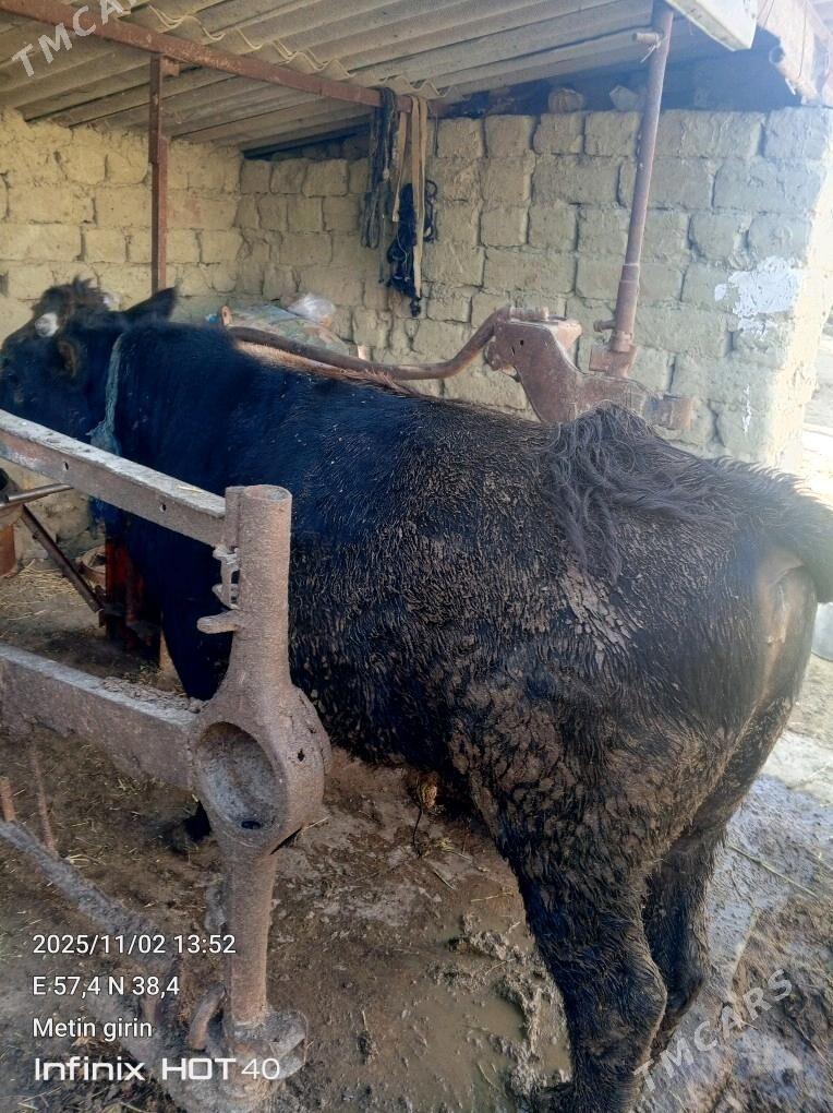 OKUZ - Bäherden - img 1