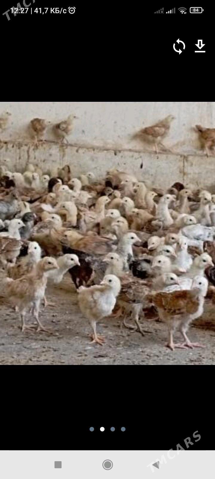 Jüýje - Мургап - img 1