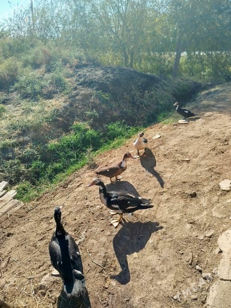 indawutga - Мары - img 4