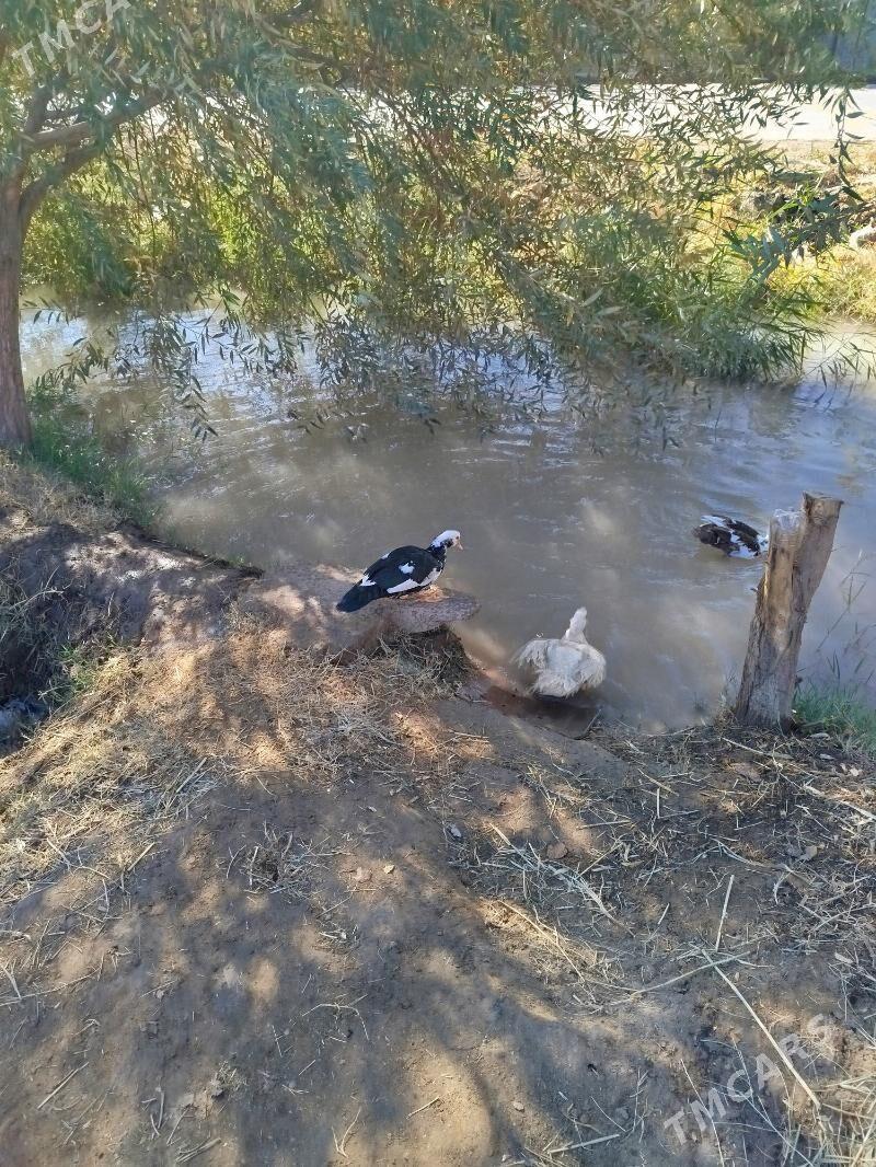 indawutga - Мары - img 5