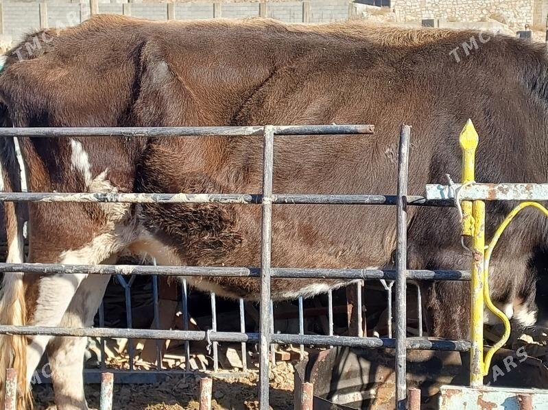 sygyr - Balkanabat - img 2