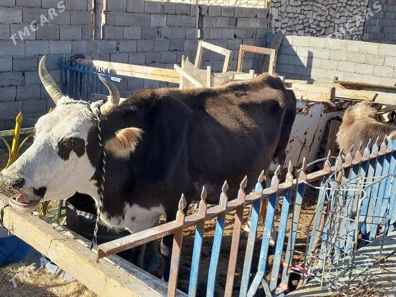 sygyr - Balkanabat - img 1