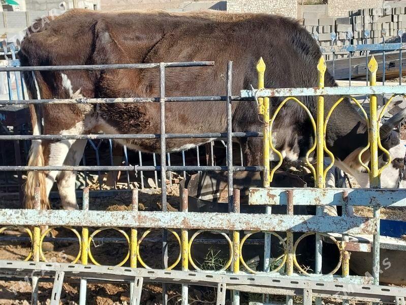 sygyr - Balkanabat - img 3