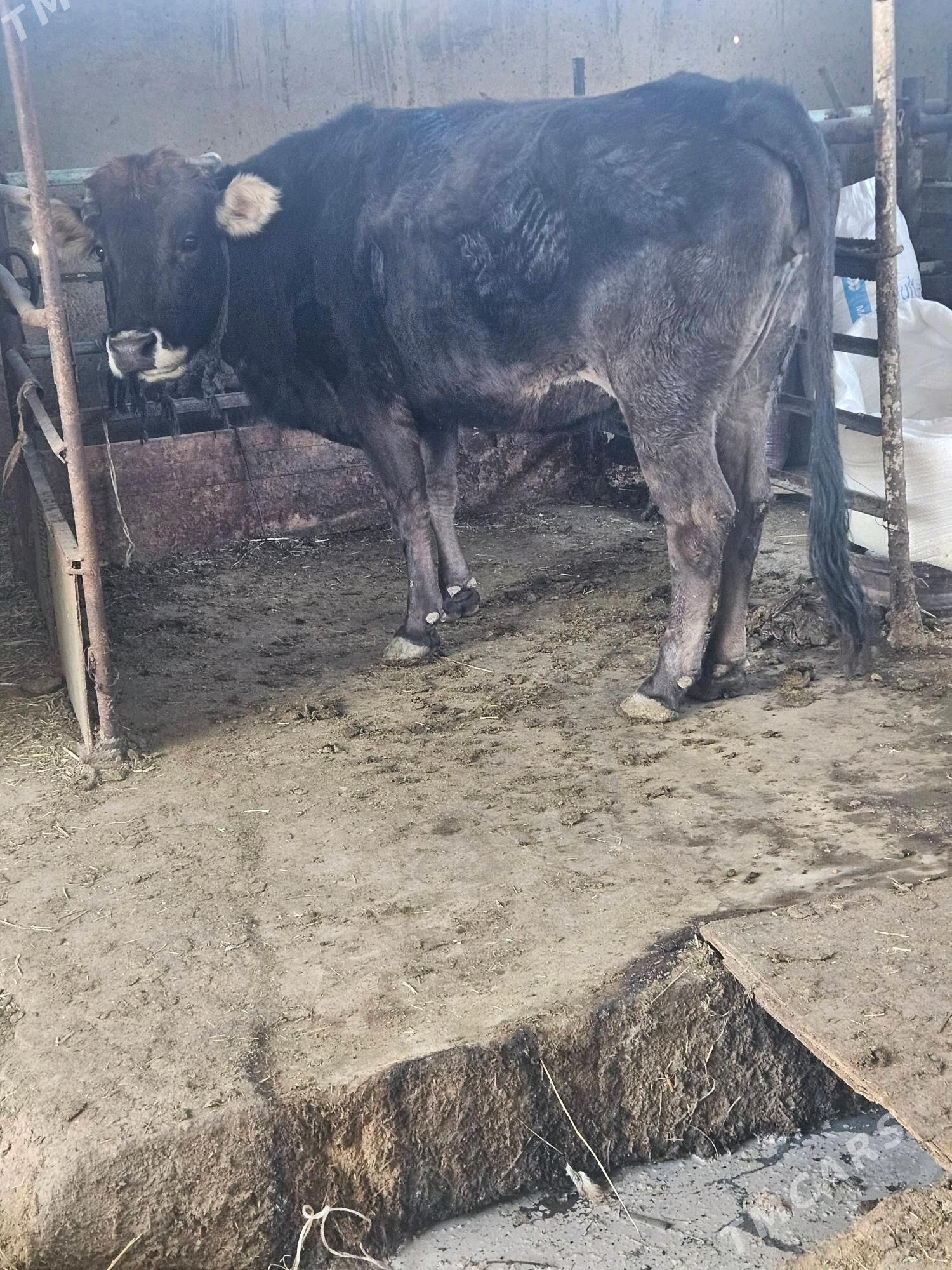 Bogaz sygyr - Bäherden - img 3