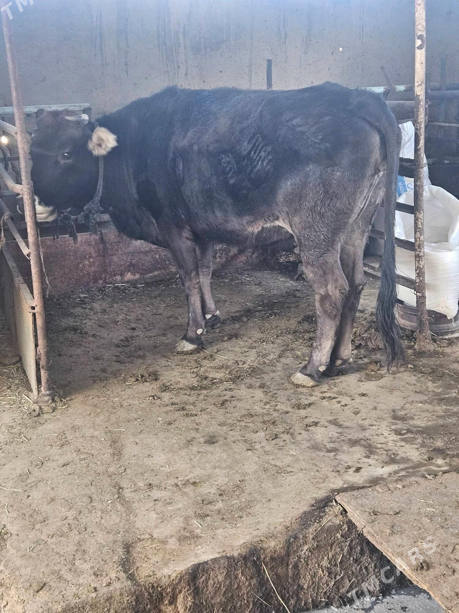 Bogaz sygyr - Bäherden - img 2