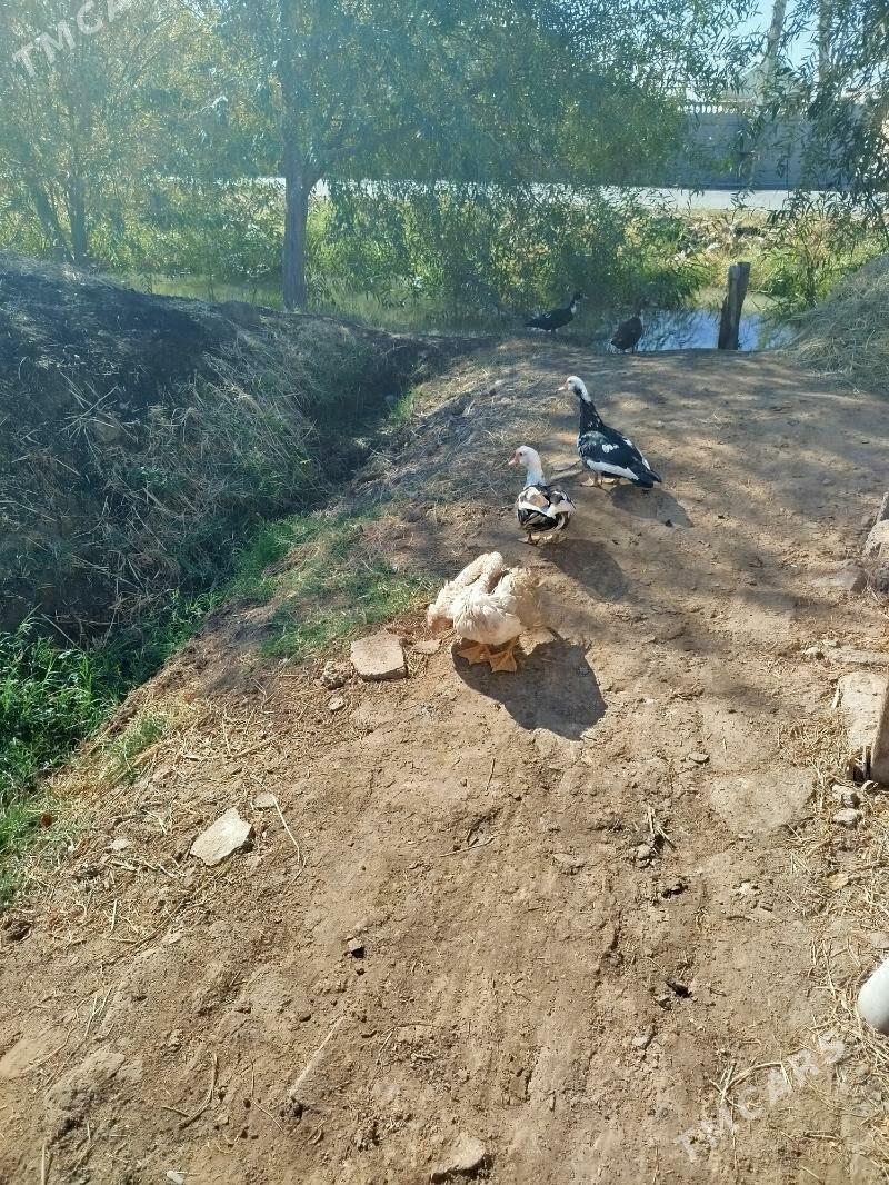 indawutga - Мары - img 3