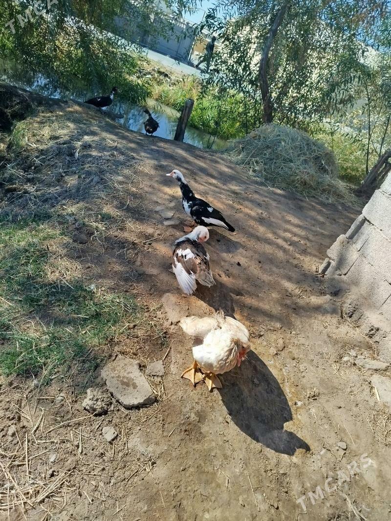 indawutga - Мары - img 2