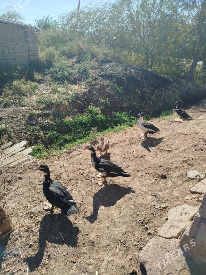 indawutga - Мары - img 6