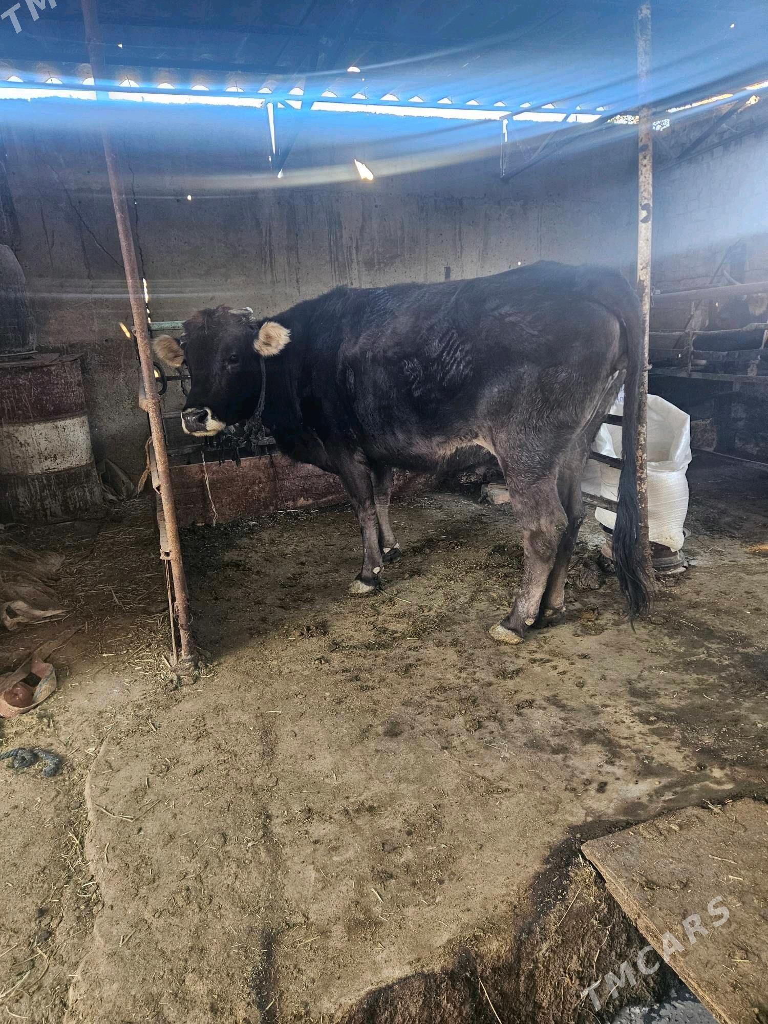 Bogaz sygyr - Bäherden - img 4