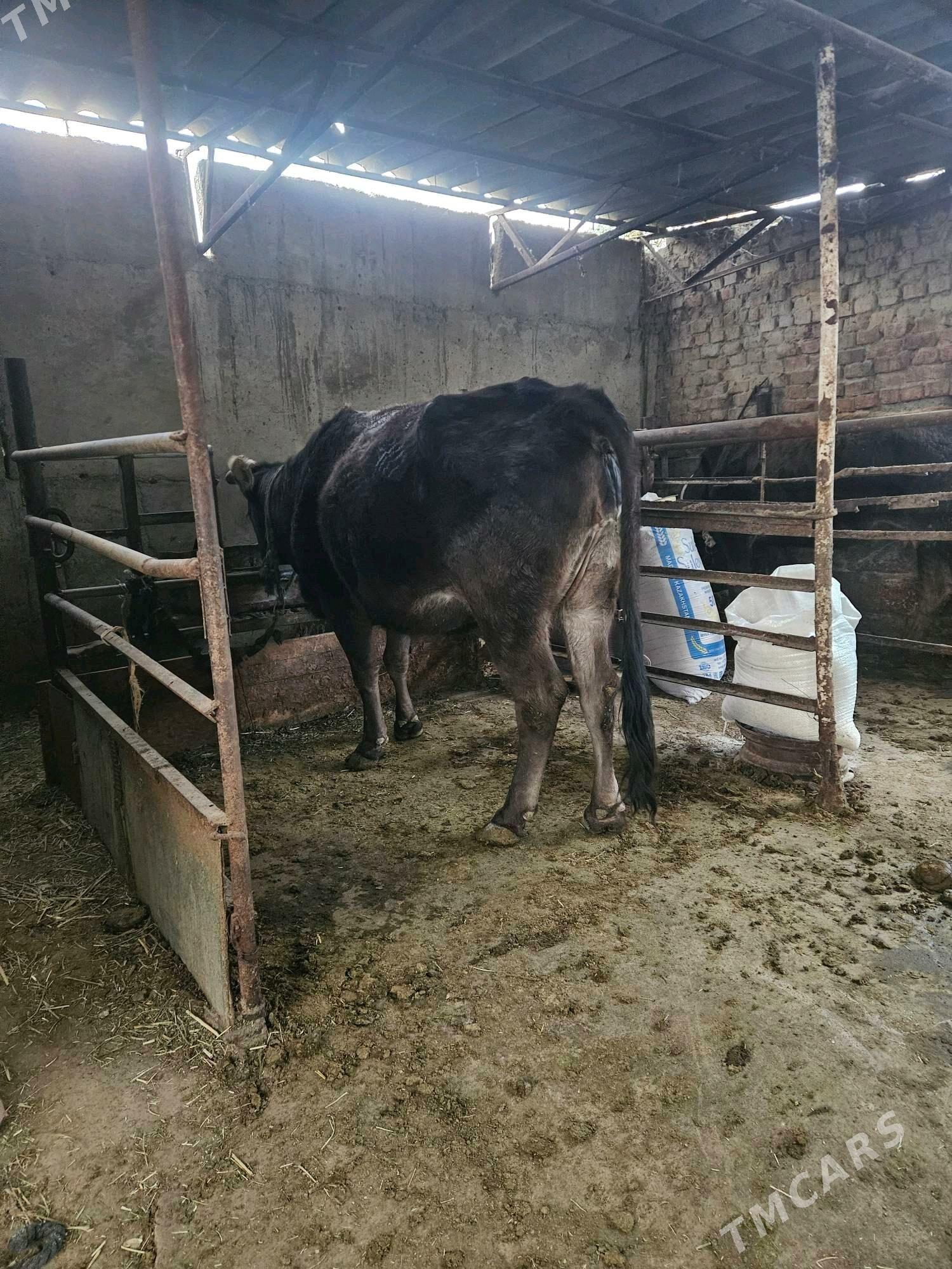 Bogaz sygyr - Bäherden - img 1