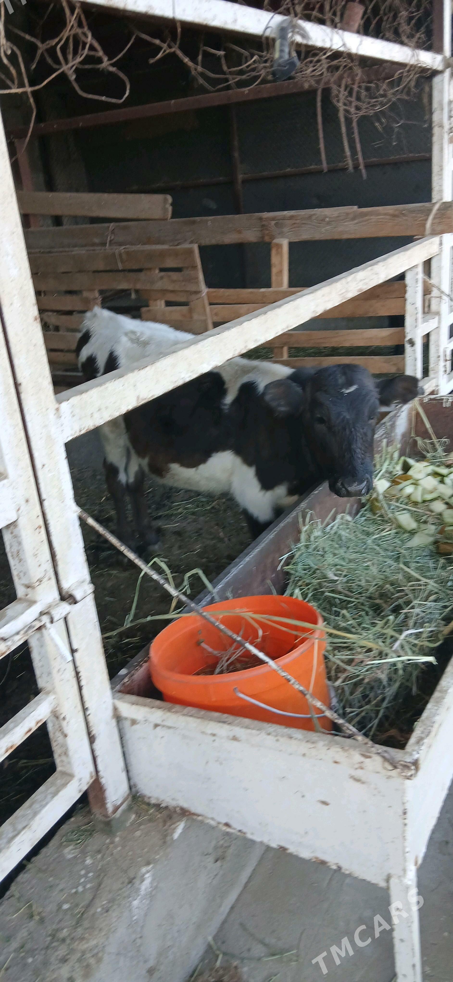 tuwe - Büzmeýin - img 4