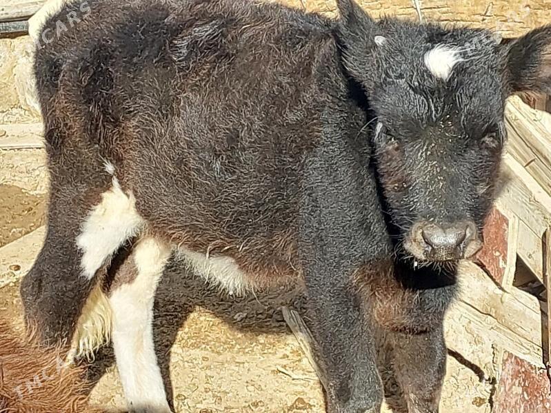 okuz - Balkanabat - img 1