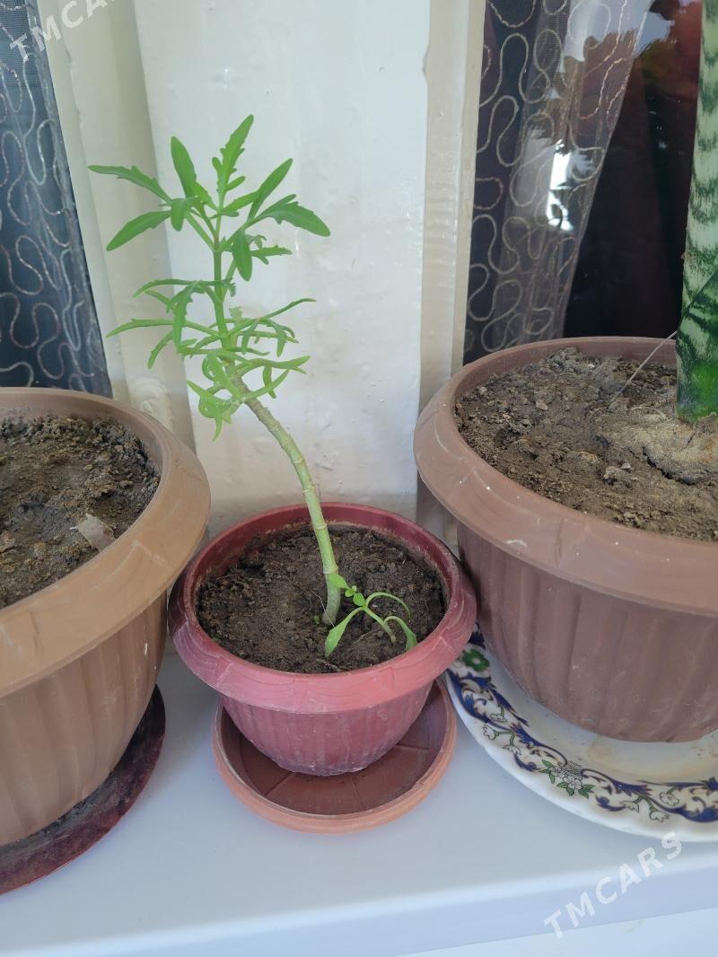 guller - Aşgabat - img 4