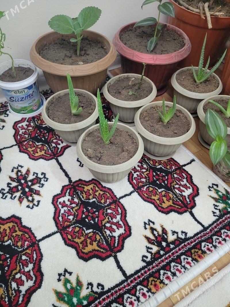 guller - Aşgabat - img 3