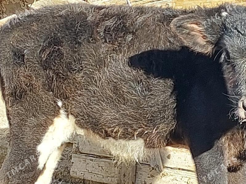 okuz - Balkanabat - img 6