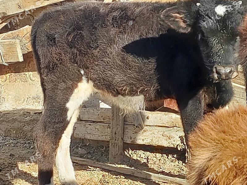 okuz - Balkanabat - img 2