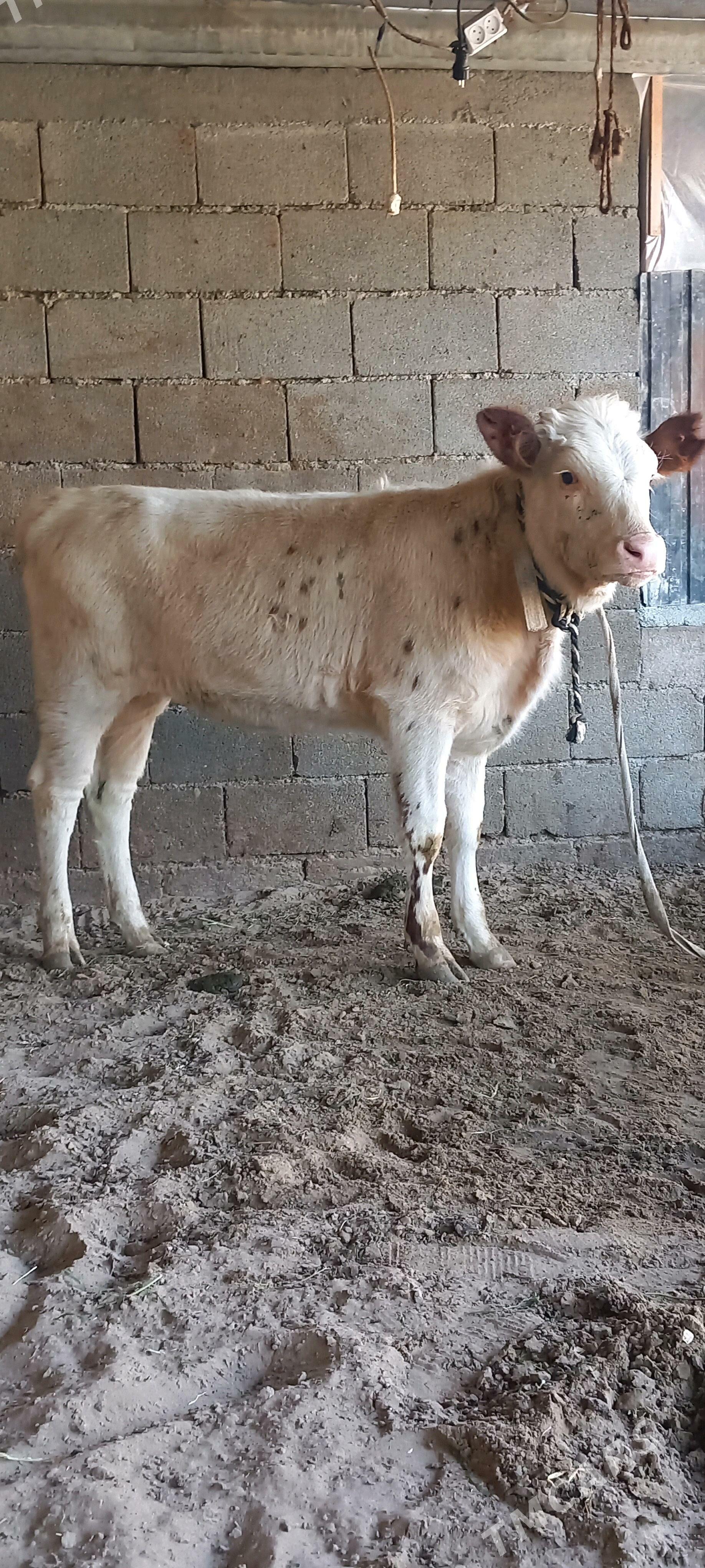 SIMENTAL Tuwe. - Гёкдепе - img 3