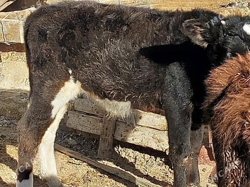 okuz - Balkanabat - img 5