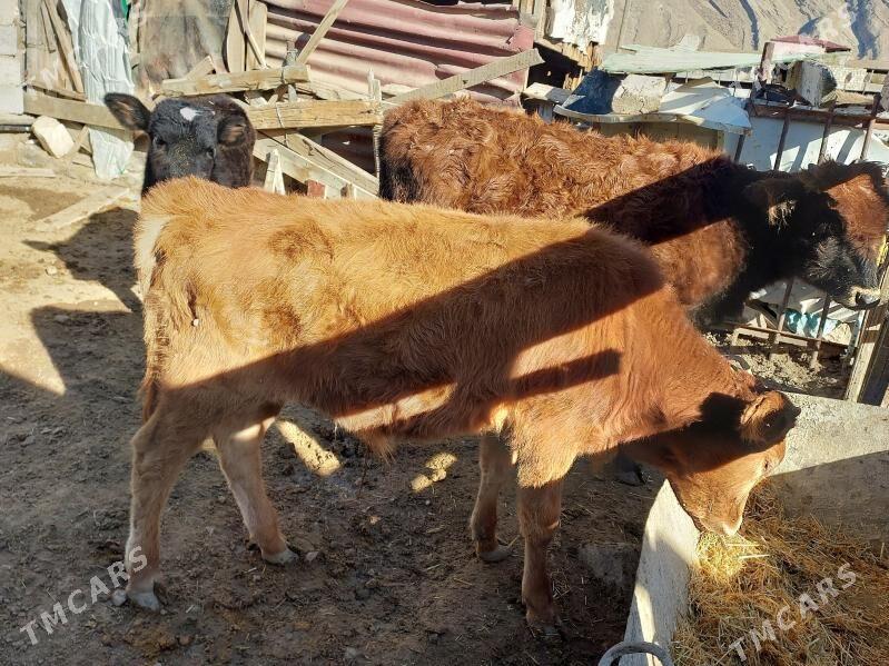 okuz - Balkanabat - img 3