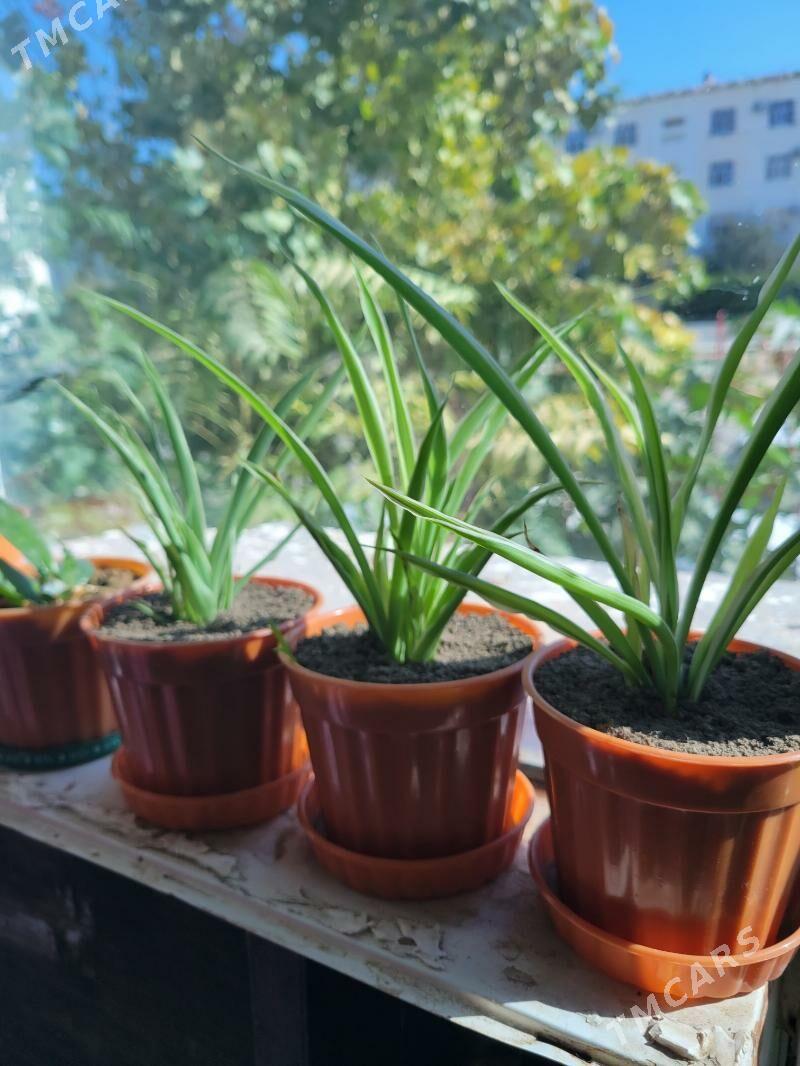 guller - Aşgabat - img 5