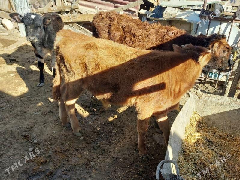 okuz - Balkanabat - img 4