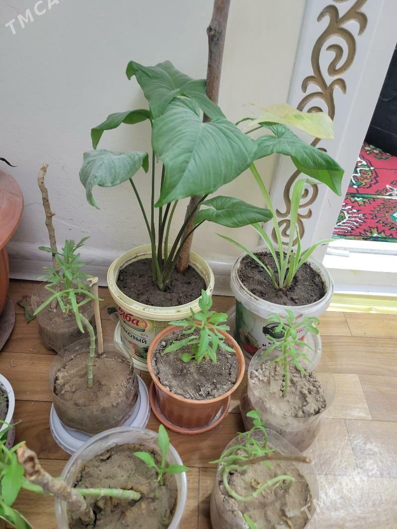 guller - Aşgabat - img 6