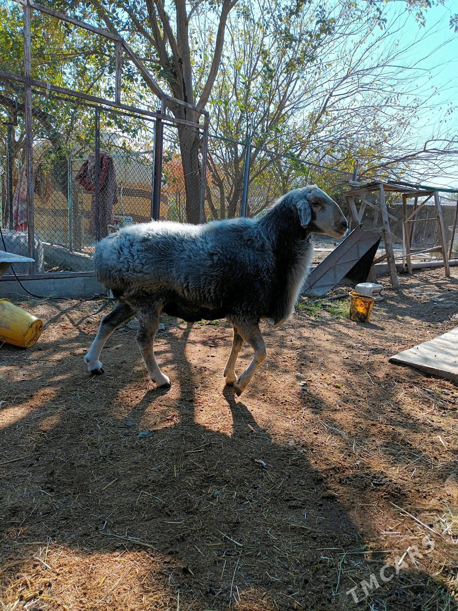 goç - Bäherden - img 4