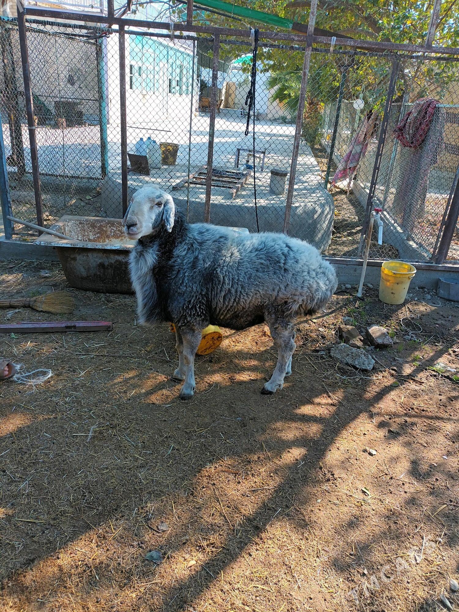 goç - Bäherden - img 1