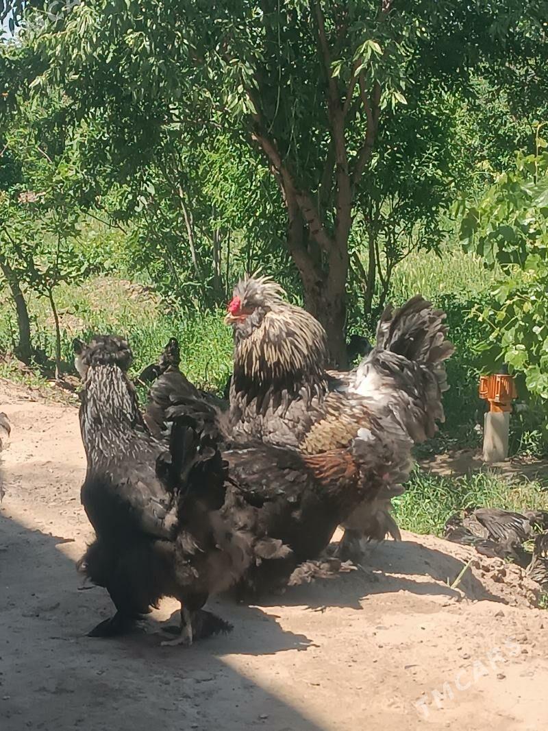 тройка двайа товыклар - Şatlyk - img 2