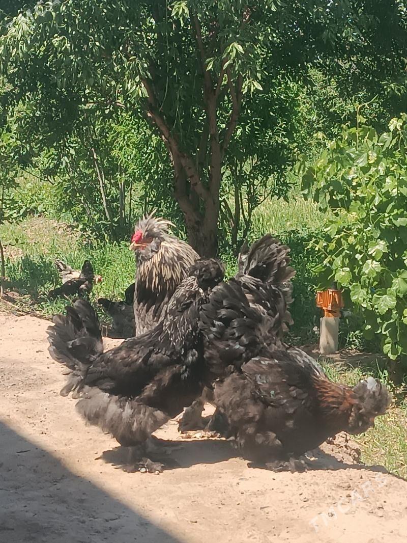 тройка двайа товыклар - Şatlyk - img 4