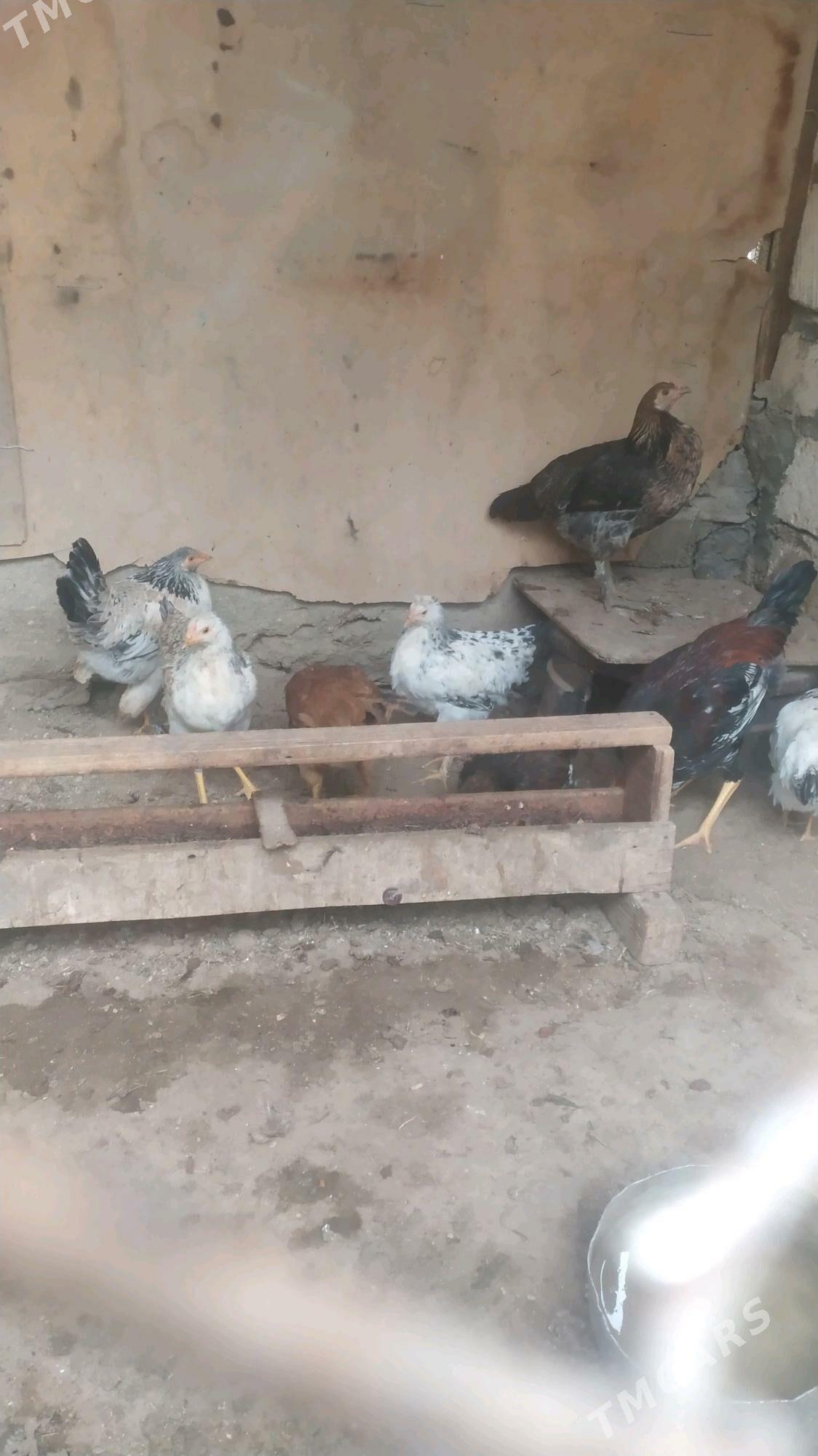 juyje - Балканабат - img 2