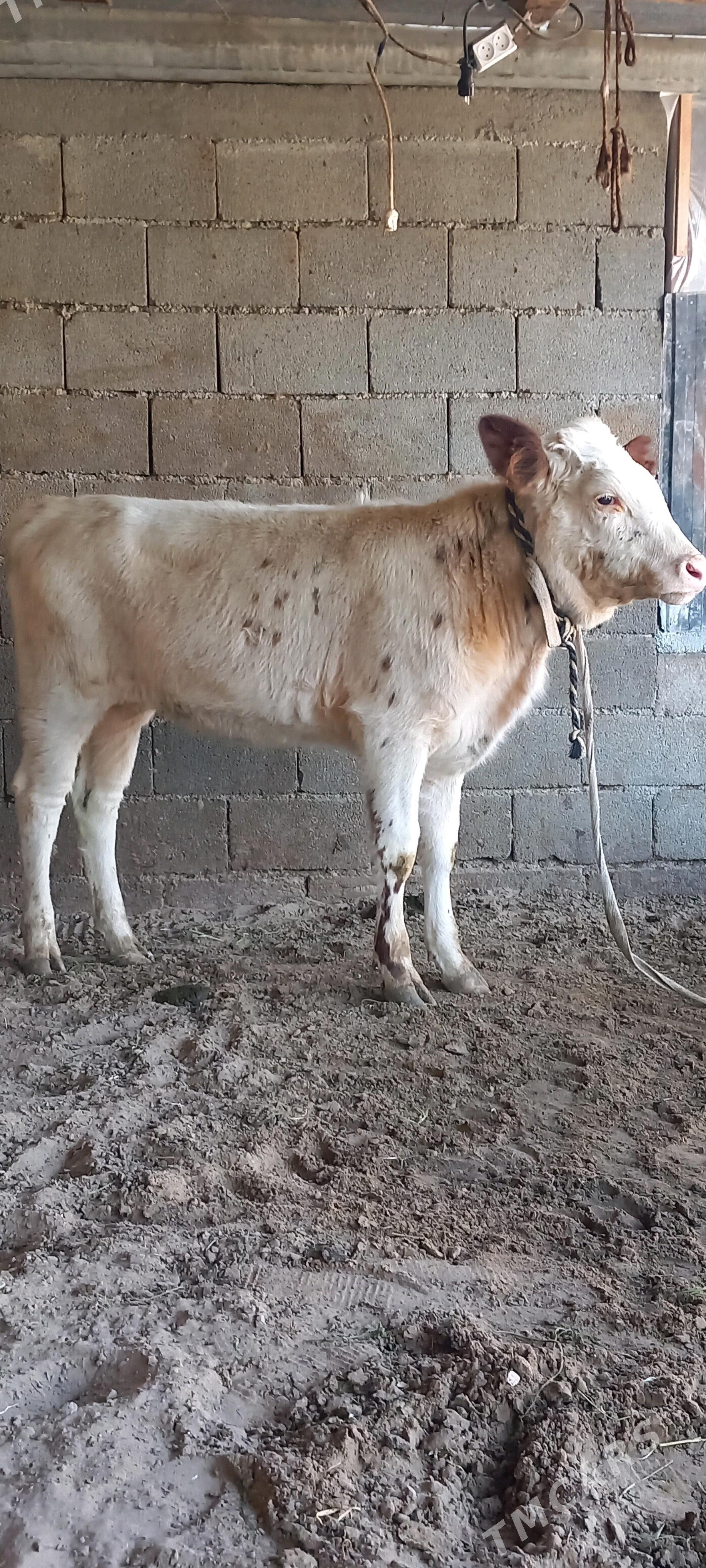 SIMENTAL Tuwe. - Гёкдепе - img 4