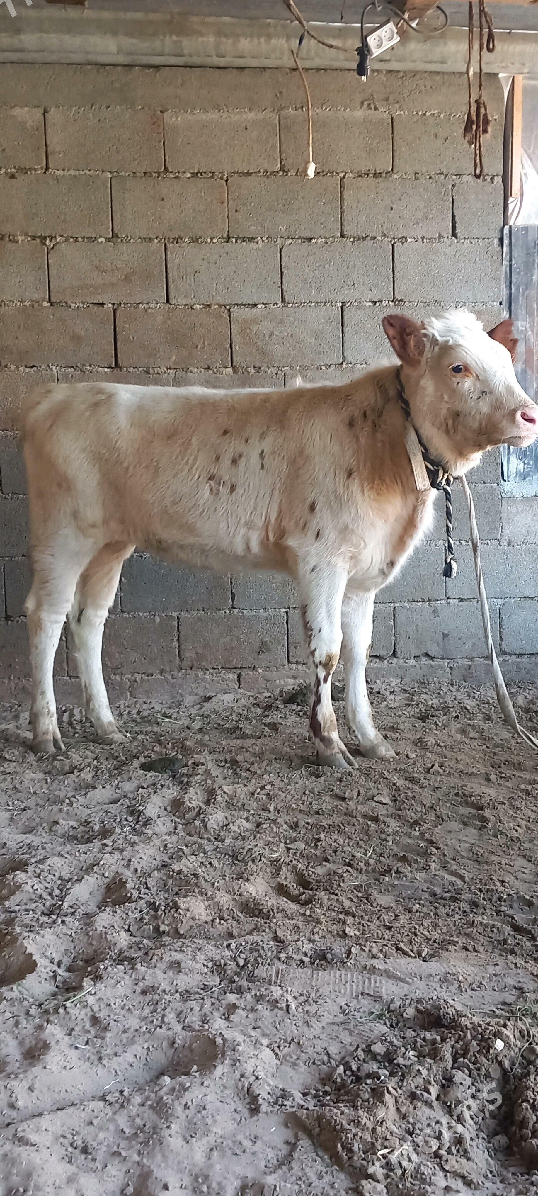 SIMENTAL Tuwe. - Гёкдепе - img 5