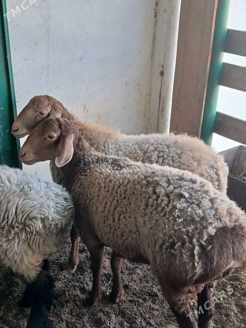 goyun - Ашхабад - img 1