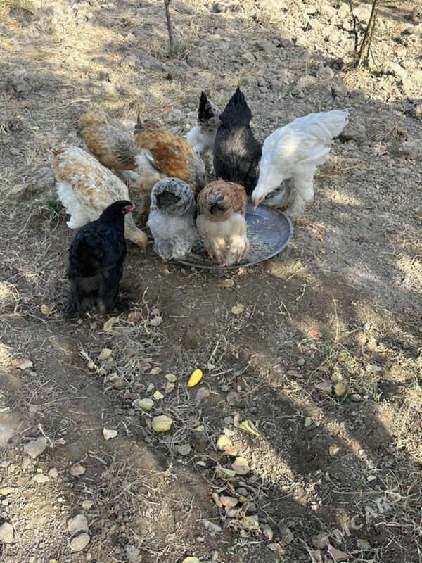 brama - Gökje - img 6