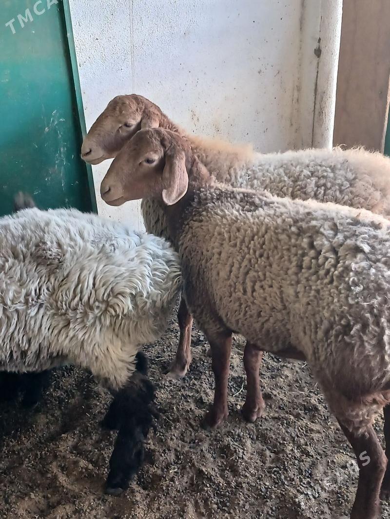 goyun - Aşgabat - img 2