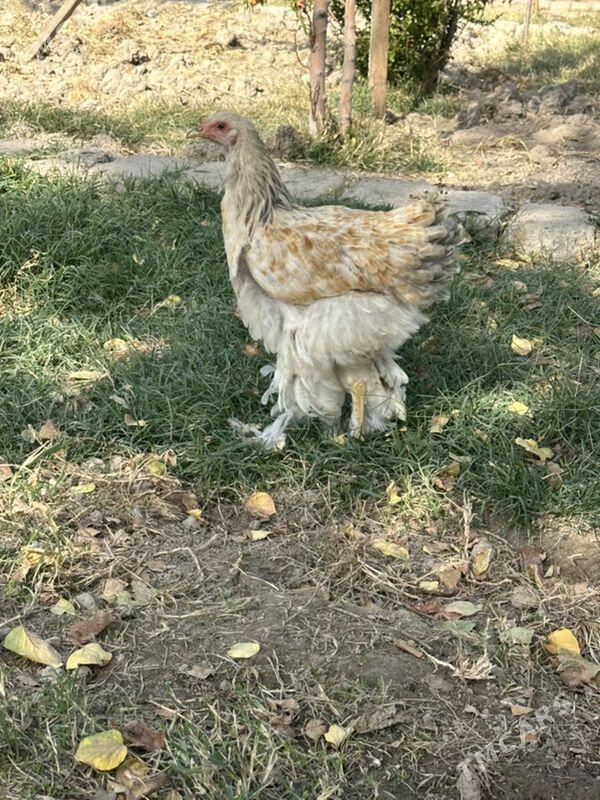 brama - Gökje - img 4