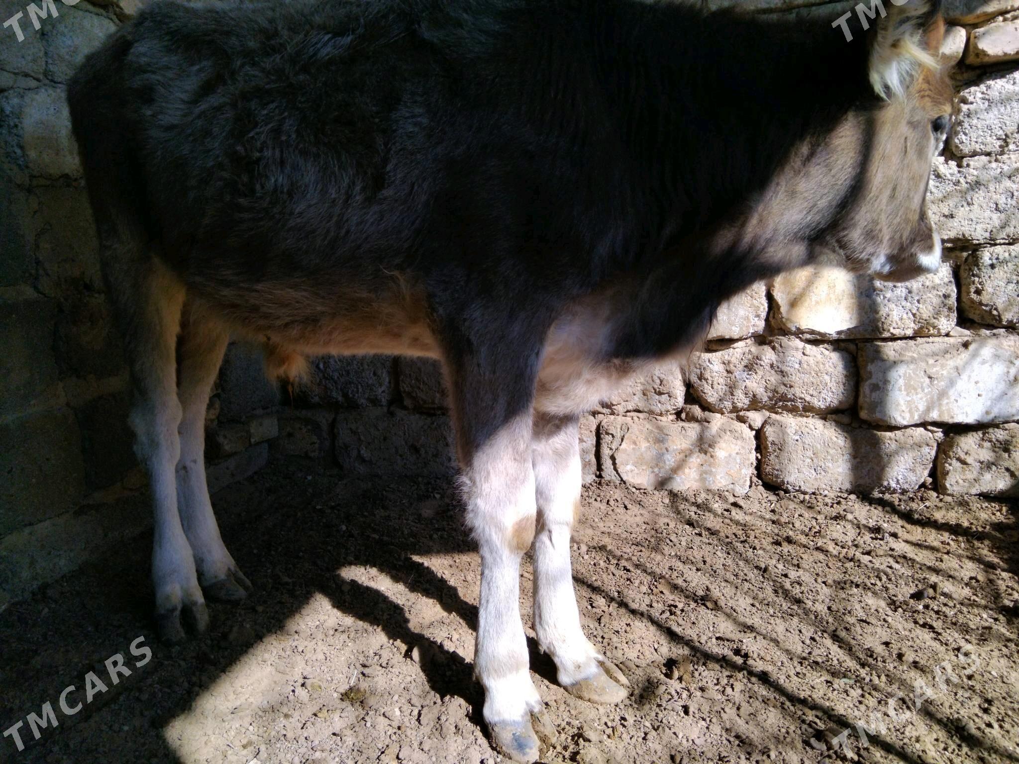 OKÜZ ŞWES - Ашхабад - img 1