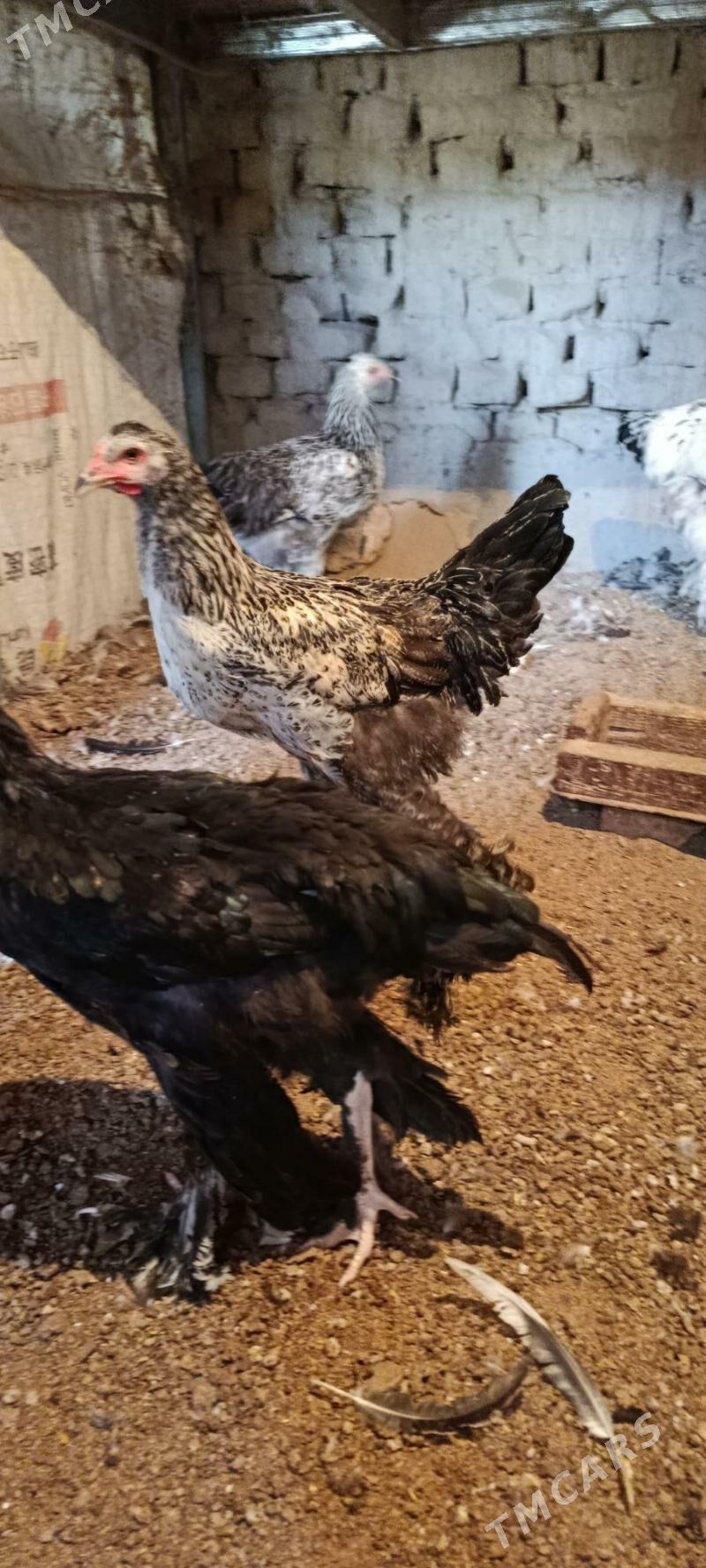 хораз 7 айлык брхораз - Mary - img 2