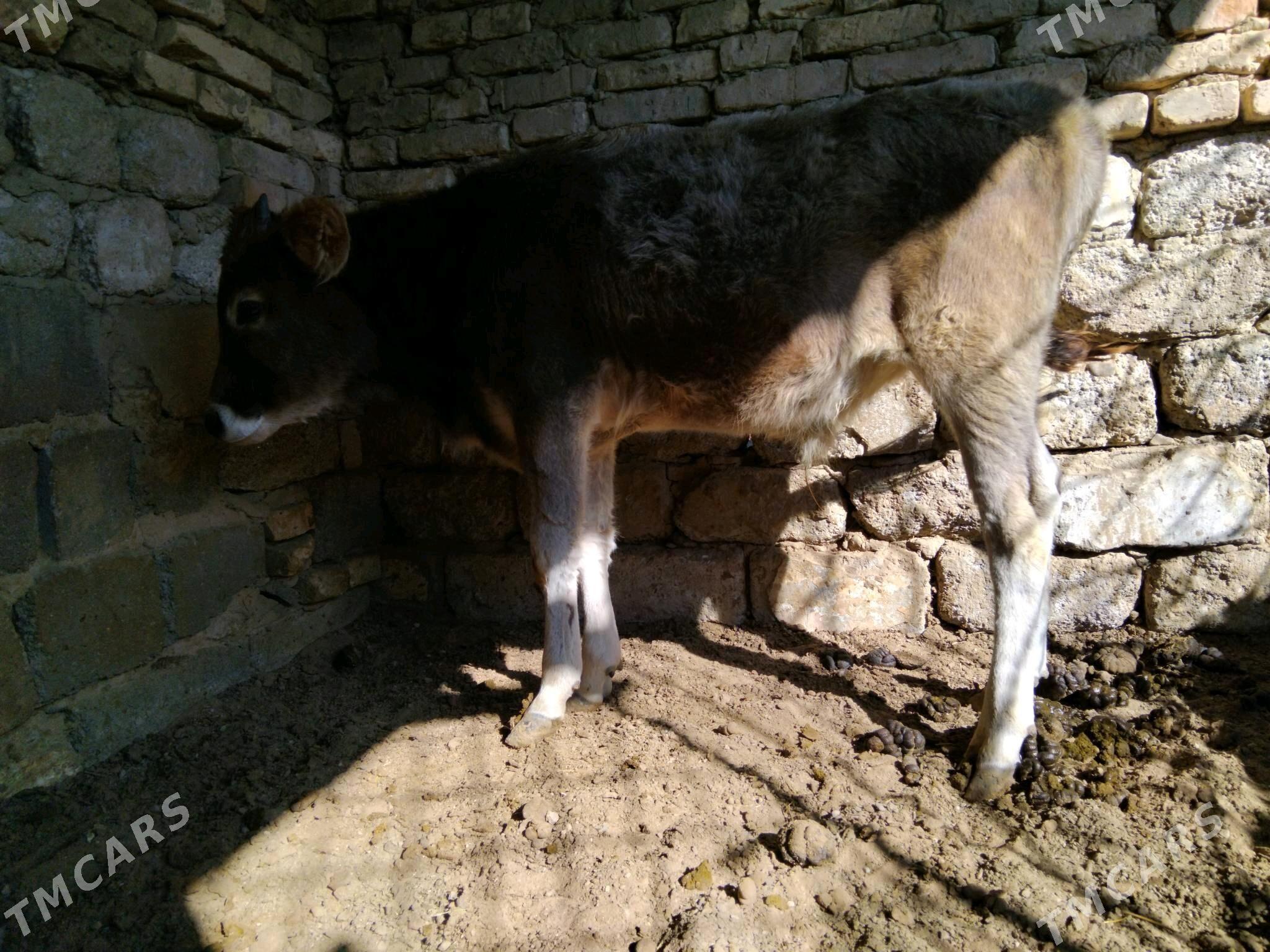 OKÜZ ŞWES - Ашхабад - img 2