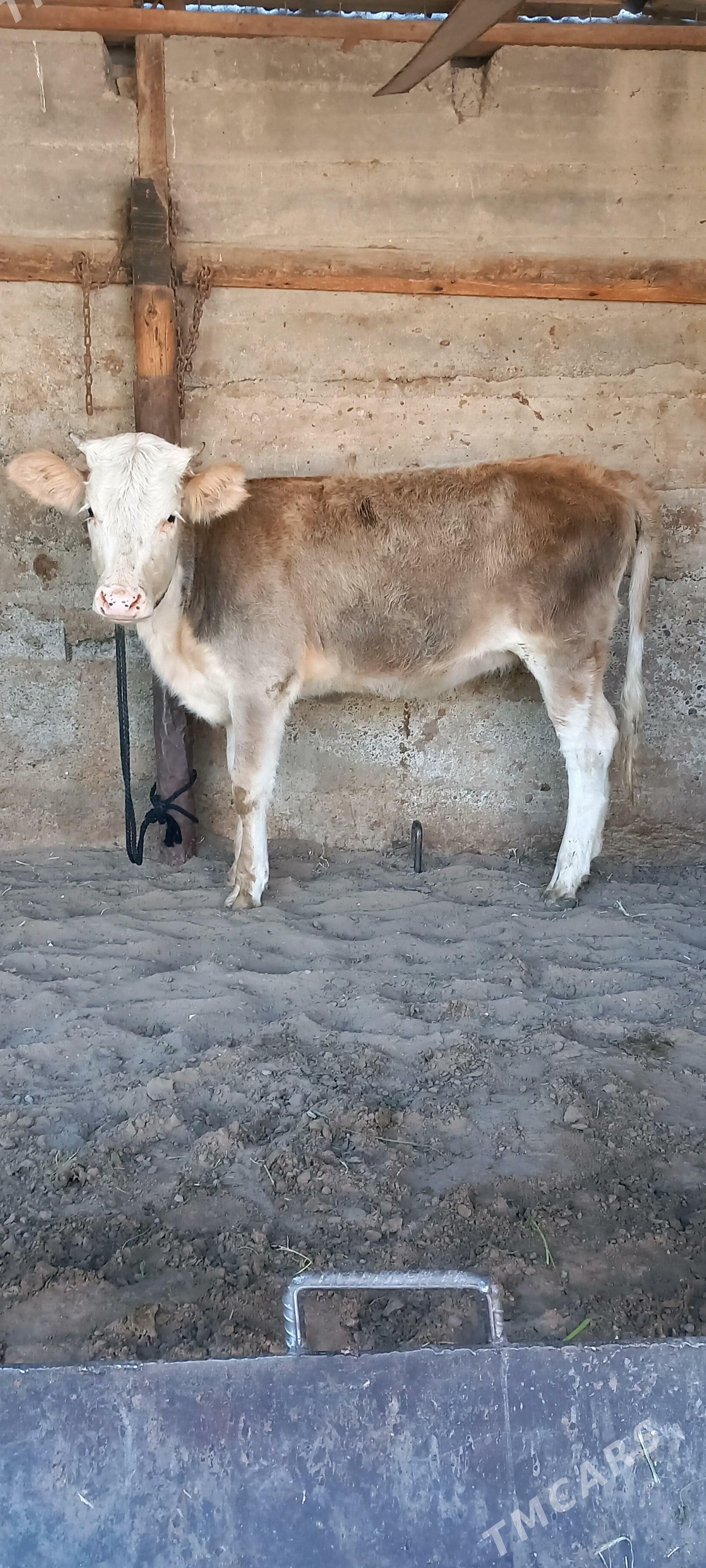 Gibirit tuwe - Gökdepe - img 1