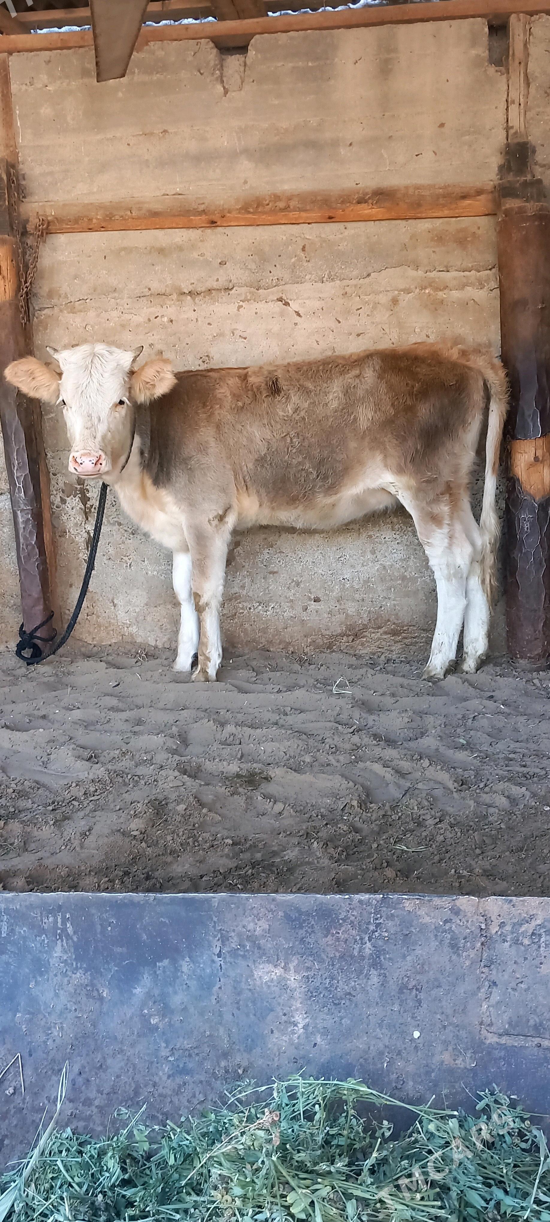 Gibirit tuwe - Gökdepe - img 2